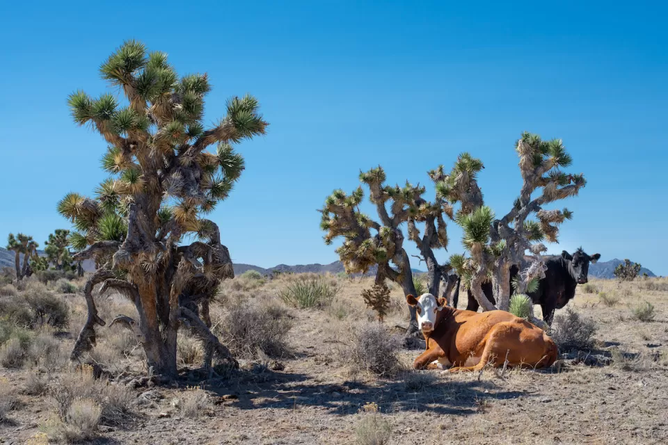 Two cows resting under Joshua trees on a sunny day in the Mojave desert.